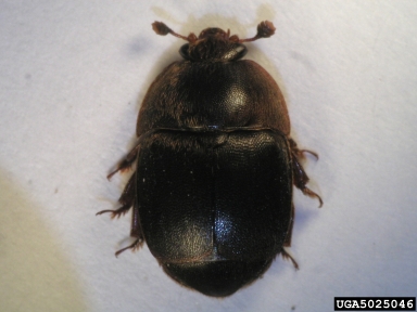 small hive beetle, Aethina tumida  (Coleoptera: Nitidulidae) - 5025046