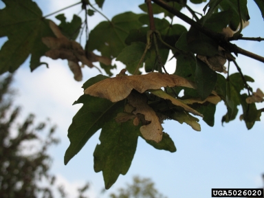 hedge maple, Acer campestre  (Sapindales: Aceraceae) - 5026020