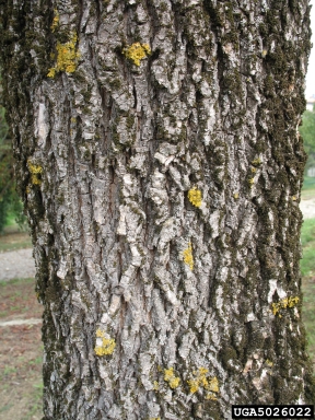 hedge maple, Acer campestre  (Sapindales: Aceraceae) - 5026022