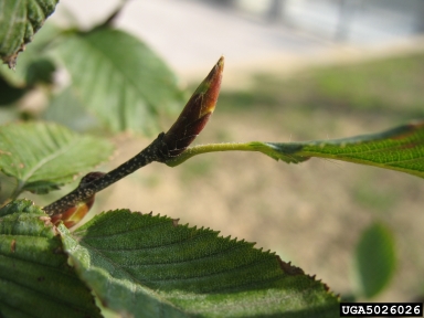 European hornbeam, Carpinus betulus  (Fagales: Betulaceae) - 5026026