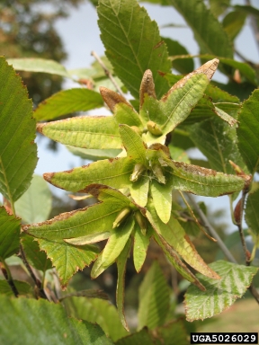 European hornbeam, Carpinus betulus  (Fagales: Betulaceae) - 5026029