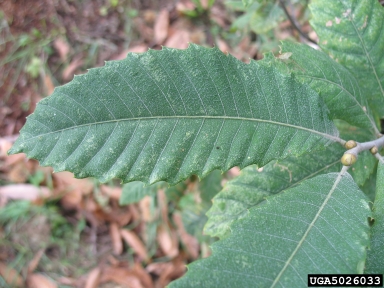 European chestnut, Castanea sativa  (Fagales: Fagaceae) - 5026033