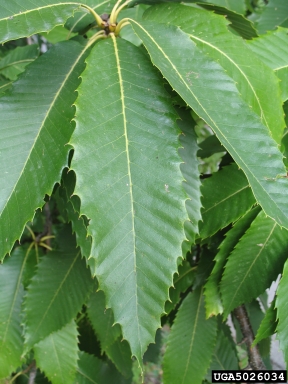 European chestnut, Castanea sativa  (Fagales: Fagaceae) - 5026034