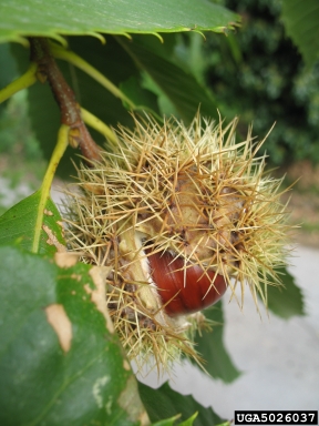 European chestnut, Castanea sativa  (Fagales: Fagaceae) - 5026037