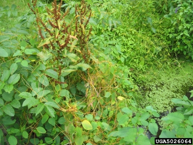 dodder, Cuscuta spp.  (Solanales: Cuscutaceae) - 5026064