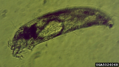 grape erineum mite, Colomerus vitis  (Acari: Eriophyidae) - 5026068