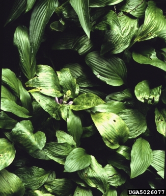 Hosta Virus X (Potexvirus HVX ) on hosta (Hosta clausa ) - 5026077