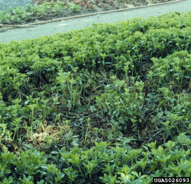 Volutella blight of pachysandra (Volutella pachysandricola ) on Japanese pachysandra (Pachysandra terminalis ) - 5026093