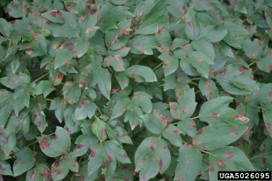 peony leaf blotch (Cladosporium paeoniae ) on peony (Paeonia officinalis ) - 5026095