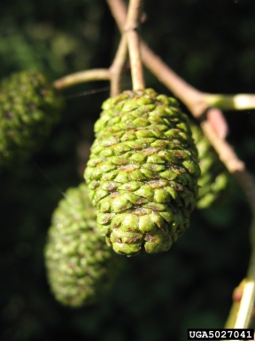 European alder, Alnus glutinosa  (Fagales: Betulaceae) - 5027041