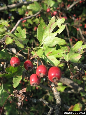 English hawthorn, Crataegus monogyna  (Rosales: Rosaceae) - 5027043