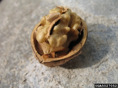 English walnut, Juglans regia  (Juglandales: Juglandaceae) - 5027052