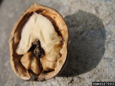English walnut, Juglans regia  (Juglandales: Juglandaceae) - 5027053