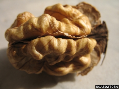 English walnut, Juglans regia  (Juglandales: Juglandaceae) - 5027054