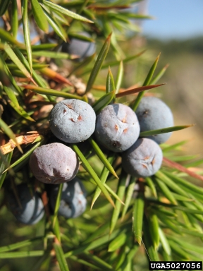 common juniper, Juniperus communis  (Pinales: Cupressaceae) - 5027056