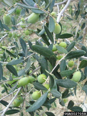olive, Olea europaea  (Scrophulariales: Oleaceae) - 5027058