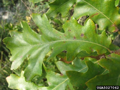 European turkey oak, Quercus cerris  (Fagales: Fagaceae) - 5027062