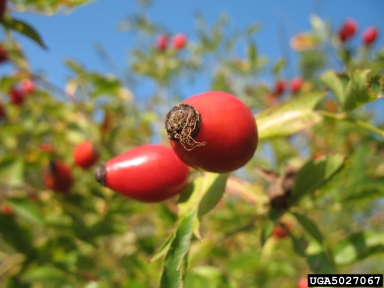 dog rose, Rosa canina  (Rosales: Rosaceae) - 5027067