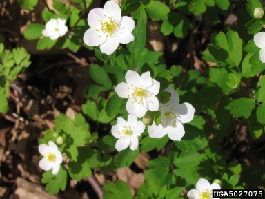rue anemone, Thalictrum thalictroides  (Ranunculales: Ranunculaceae) - 5027075