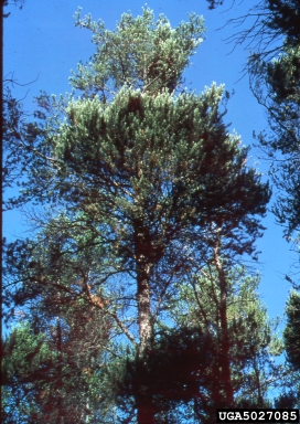 American dwarf mistletoe (Arceuthobium americanum ) on jack pine (Pinus banksiana ) - 5027085