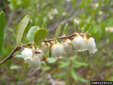 leatherleaf, Chamaedaphne calyculata  (Ericales: Ericaceae) - 5028025