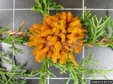 cedar-apple rust, Gymnosporangium juniperi-virginianae  (Uredinales: Pucciniaceae) - 5028058