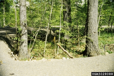 grade change on eastern white pine (Pinus strobus ) - 5028088