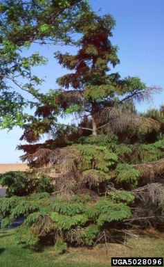 Cytospora canker of spruce (Valsa kunzei ) on blue spruce (Picea pungens ) - 5028096
