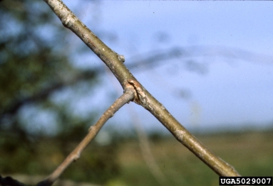 smaller European elm bark beetle (Scolytus multistriatus ) on American elm (Ulmus americana ) - 5029007