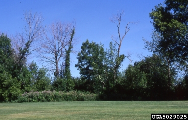 emerald ash borer (Agrilus planipennis ) on ash (Fraxinus spp. ) - 5029025