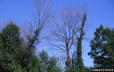 emerald ash borer (Agrilus planipennis ) on ash (Fraxinus spp. ) - 5029026