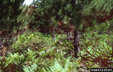 Scleroderris canker of pine and spruce (Gremmeniella abietina ) on red pine (Pinus resinosa ) - 5029065