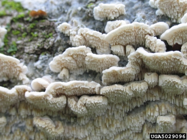 milk-white toothed polypore, Irpex lacteus  (Polyporales: Steccherinaceae) - 5029096