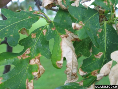 oak anthracnose (Apiognomonia errabunda ) on oak (Quercus spp. ) - 5030049