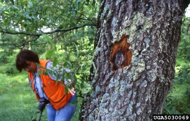 oak wilt (Ceratocystis fagacearum ) on oak (Quercus spp. ) - 5030069