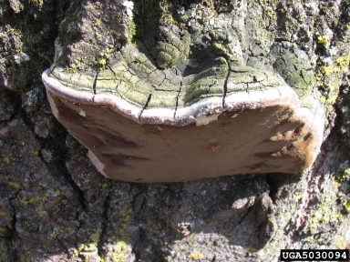 false tinder polypore, Phellinus igniarius  (Hymenochaetales: Hymenochaetaceae) - 5030094