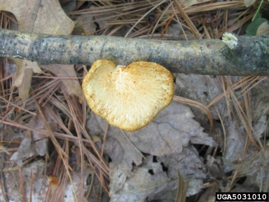 polypore fungus, Polyporus alveolaris  (Polyporales: Polyporaceae) - 5031010