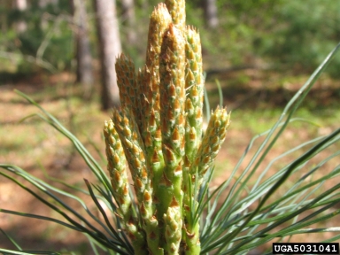 red pine, Pinus resinosa  (Pinales: Pinaceae) - 5031041