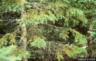 Rhizosphaera needle cast (Rhizosphaera kalkhoffii ) on white spruce (Picea glauca ) - 5031050