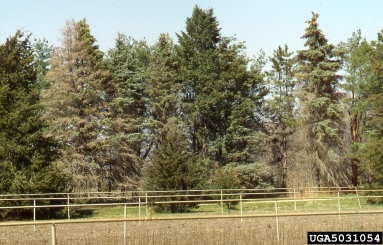 Rhizosphaera needle cast (Rhizosphaera kalkhoffii ) on white spruce (Picea glauca ) - 5031054