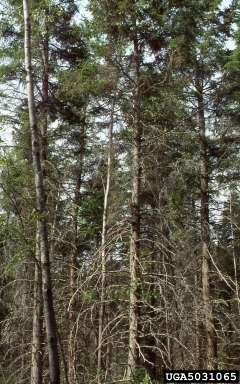 spruce decline,    (Unknown: Unknown biotic damage agent) - 5031065