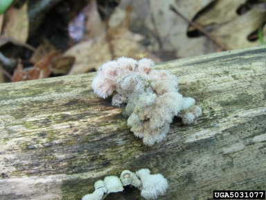 wood decay, Schizophyllum commune  (Agaricales: Schizophyllaceae) - 5031077