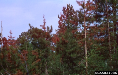 Diplodia blight, Sphaeropsis sapinea  (Incertae sedis: Incertae sedis) - 5031086