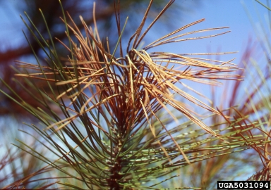 Sirococcus blight of conifers (Sirococcus conigenus ) on pine (Pinus spp. ) - 5031094