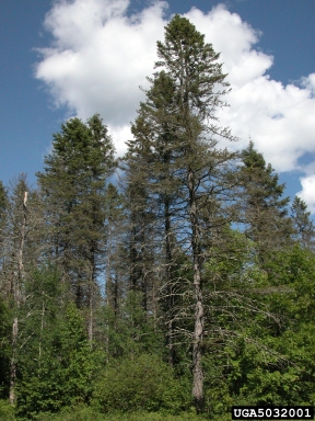 spruce decline (  ) on spruce (Picea spp. ) - 5032001