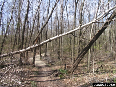 wind,    (Terrestrial weather: Other natural phenomena) - 5032059