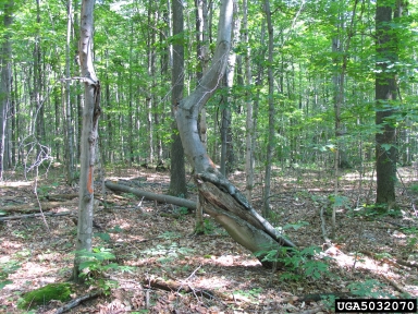 American beech, Fagus grandifolia  (Fagales: Fagaceae) - 5032070