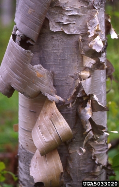 birch, Betula spp.  (Fagales: Betulaceae) - 5033020