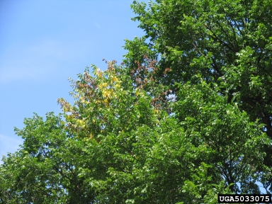 Dutch elm disease (Ophiostoma ulmi ) on elm (Ulmus spp. ) - 5033075