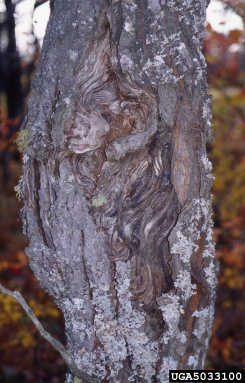 Eutypella canker (Eutypella parasitica ) on sugar maple (Acer saccharum ) - 5033100